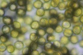 Attēlu rezultāti vaicājumam “Perichaena depressa”