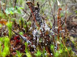 Attēlu rezultāti vaicājumam “Diderma simplex”