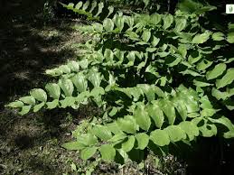 Attēlu rezultāti vaicājumam “Polygonatum multiflorum  fruit”
