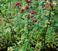 Image result for Origanum vulgare