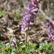 Attēlu rezultāti vaicājumam “Corydalis cava”