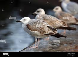 Image result for Larus cachinnans
