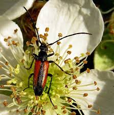 Attēlu rezultāti vaicājumam “Stenurella melanura”