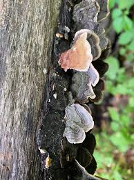 Attēlu rezultāti vaicājumam “Stereum fasciatum”