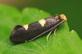 Attēlu rezultāti vaicājumam “Incurvaria oehlmanniella”