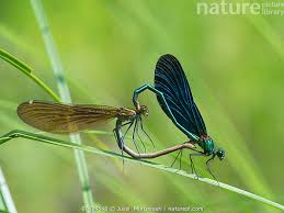Attēlu rezultāti vaicājumam “Calopteryx virgo female”