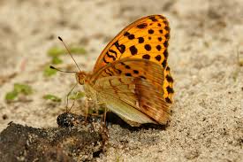 Attēlu rezultāti vaicājumam “Argynnis laodice male”