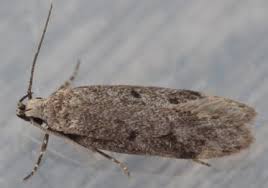 Attēlu rezultāti vaicājumam “Gelechia rhombella”