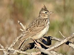 Attēlu rezultāti vaicājumam “Galerida cristata”