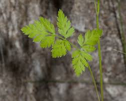 Attēlu rezultāti vaicājumam “Torilis japonica leaf”