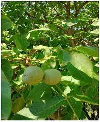 Attēlu rezultāti vaicājumam “Juglans x sinensis fruit”