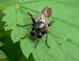 Attēlu rezultāti vaicājumam “Choerades sp.”