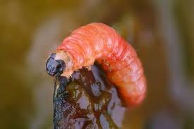 Attēlu rezultāti vaicājumam “Grapholita funebrana larva”