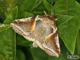 Attēlu rezultāti vaicājumam “Habrosyne pyritoides”