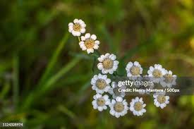 Attēlu rezultāti vaicājumam “Achillea salicifolia flower”