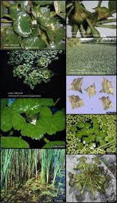 Attēlu rezultāti vaicājumam “Trapa natans”