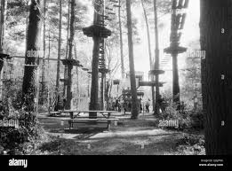 Image result for Go Ape! Alice Holt