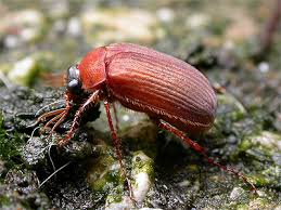 Attēlu rezultāti vaicājumam “Serica brunnea”