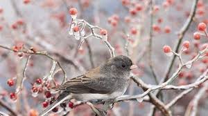Image result for Junco hyemalis