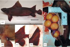 Attēlu rezultāti vaicājumam “Oxyrrhynchium hians var. rigidum macro”