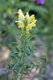 Attēlu rezultāti vaicājumam “Linaria vulgaris fruit”