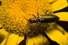 Attēlu rezultāti vaicājumam “Chrysanthia geniculata”