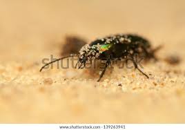 Attēlu rezultāti vaicājumam “Poecilus cupreus”