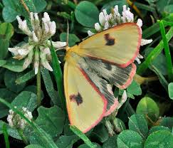 Attēlu rezultāti vaicājumam “Diacrisia sannio”