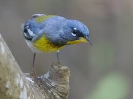Image result for Parula americana
