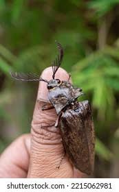 Attēlu rezultāti vaicājumam “Paracorymbia maculicornis imago”