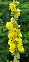 Image result for Verbascum phlomoides
