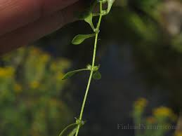 Attēlu rezultāti vaicājumam “Callitriche cophocarpa”