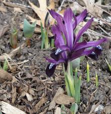 Attēlu rezultāti vaicājumam “Iris reticulata”