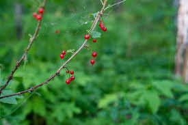 Attēlu rezultāti vaicājumam “Ribes spicatum”