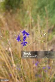 Image result for Consolida ajacis oder Consolida regalis