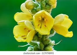 Attēlu rezultāti vaicājumam “Verbascum thapsus bud”