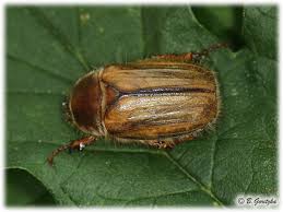 Attēlu rezultāti vaicājumam “Amphimallon solstitiale”