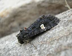 Attēlu rezultāti vaicājumam “Melanchra persicariae”