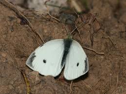 Attēlu rezultāti vaicājumam “Pieris rapae male”