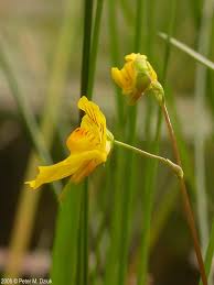 Attēlu rezultāti vaicājumam “Utricularia intermedia bud”