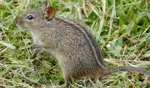 Attēlu rezultāti vaicājumam “Muridae”