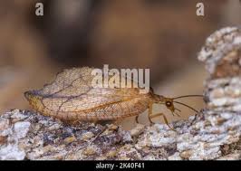 Attēlu rezultāti vaicājumam “Drepanepteryx phalaenoides”