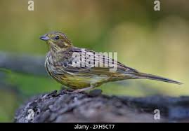 Attēlu rezultāti vaicājumam “Emberiza citrinella juvenile”