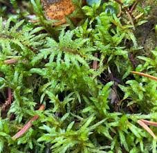 Attēlu rezultāti vaicājumam “Neckera pennata sporophyte”
