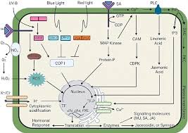 Attēlu rezultāti vaicājumam “Saussurea esthonica”
