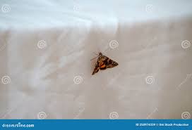 Attēlu rezultāti vaicājumam “Catocala fulminea”