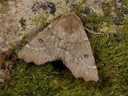 Attēlu rezultāti vaicājumam “Odontopera bidentata”