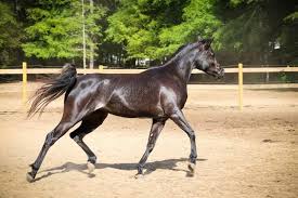 Image result for Bletchingly Badminton Club