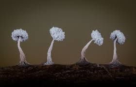 Attēlu rezultāti vaicājumam “Badhamia lilacina young”