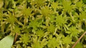 Attēlu rezultāti vaicājumam “Sphagnum angustifolium”